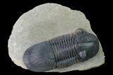 Bargain, Paralejurus Trilobite - Morocco #171490-1